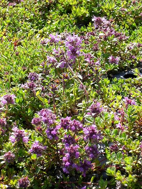 Thymus Serpyllum Magic Carpet Garten Thymian 24 Pflanzen Im 5 6 Cm Topf Amazon De Garten