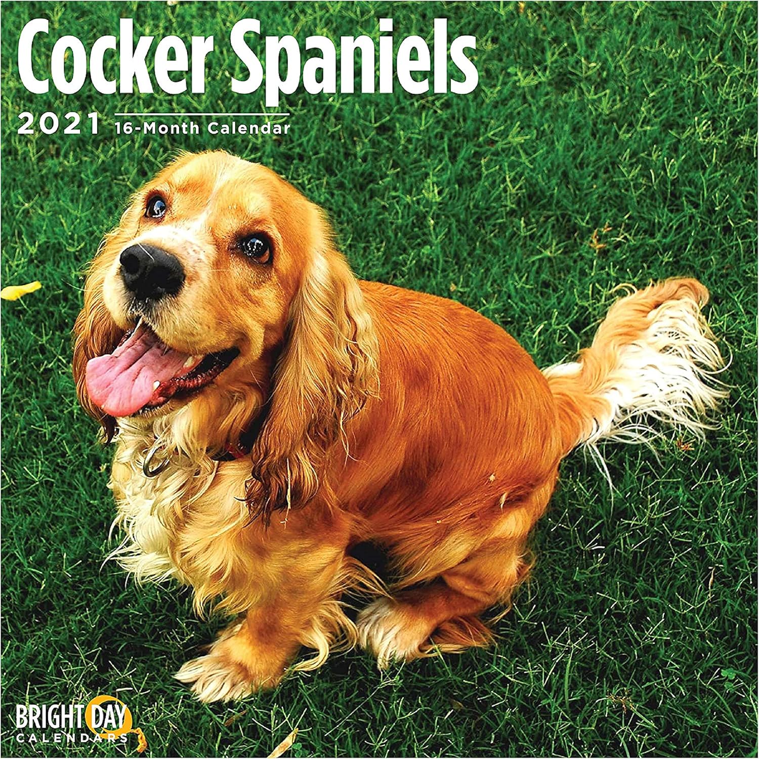 2021 Cocker Spaniels Wall Calendar by Bright Day, 12 x 12 Inch, Cute Dog Puppy