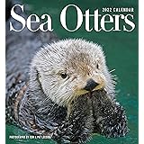 Otter Calendar 2023 In Otter News 2022 Wall Calendar: Willow Creek Press: 9781549218453:  Amazon.com: Books