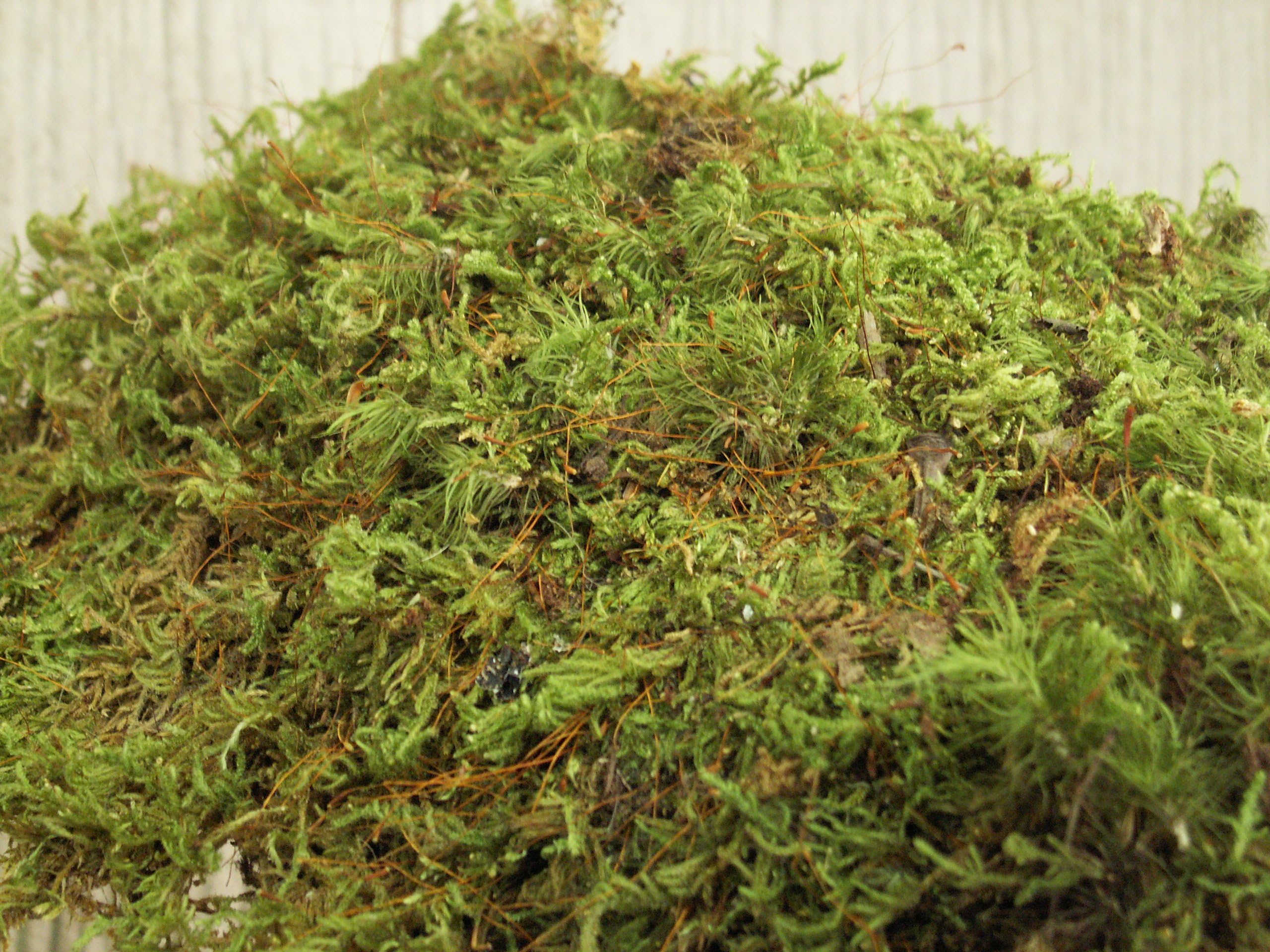 Appalachian Emporium's Live Moss Scraps for Transplant or Use Between Patio Stones Feather Sheet 1 Gallon Bag