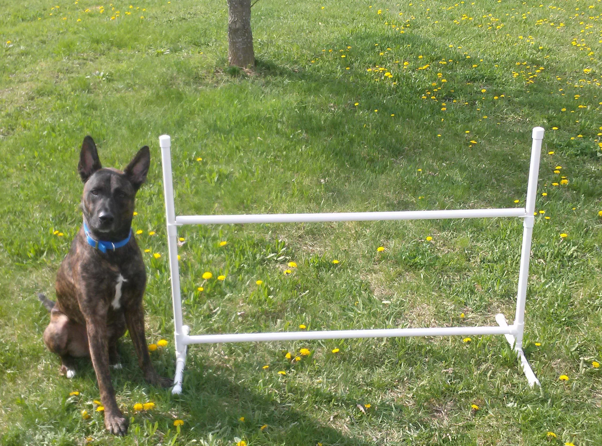 Single Adjustable Jump Dog Agility Equipment