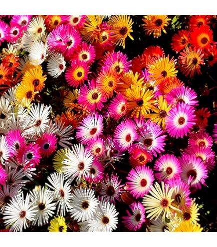 wildflower plants and seeds All Perennial Wildflower Seed Mix main image 0