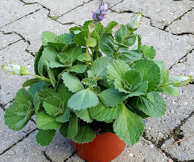 Coleus Canin'Verpiss-Dich®'-Pflanze,3 Pflanzen Katzenschreck, Katzen-Stopp