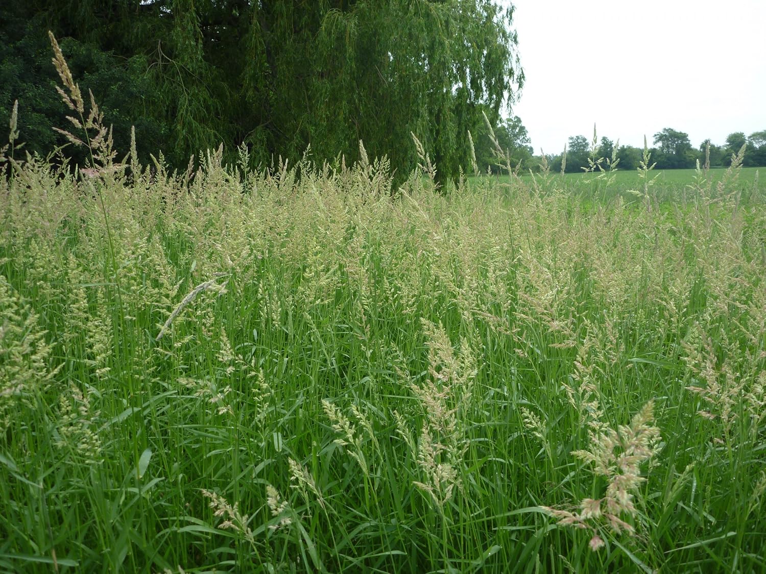 SeedRanch Reed Canary Grass Seed 