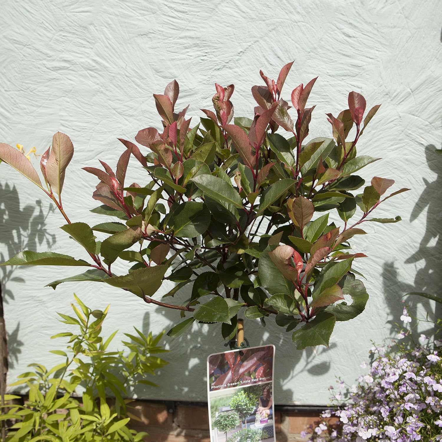 YouGarden Photinia 'Little Red Robin' Standard Tree (Approximately 65-90cm Incl. 3L Pot). Photinia Red Robin Tree in Pot Ready to Plant. Trees Outdoor Garden Ready. Trees for Garden - Image 4