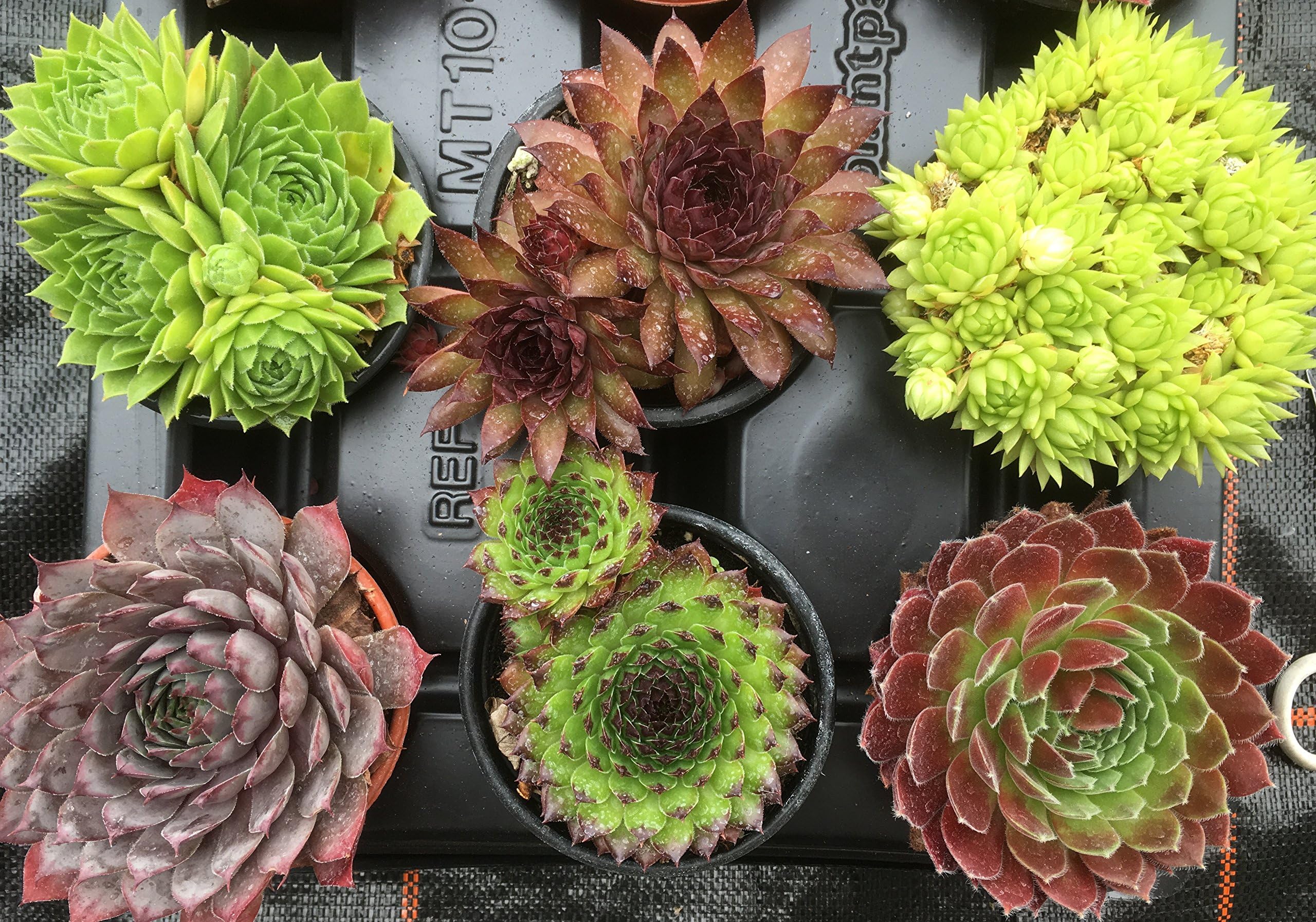 6 x Sempervivum Hens & Chicks Mother Plant In 9cm Pot