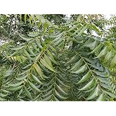 Fresh Neem Leaves (Azadirachta Indica) | Organic Certified Fresh from Florida | Harvested Fresh &amp; Shipped Same Day | 50 Leaves