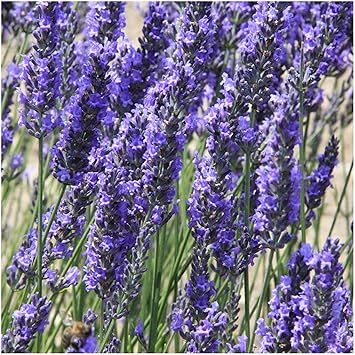 Képtalálat a következőre: „lavandula latifolia”