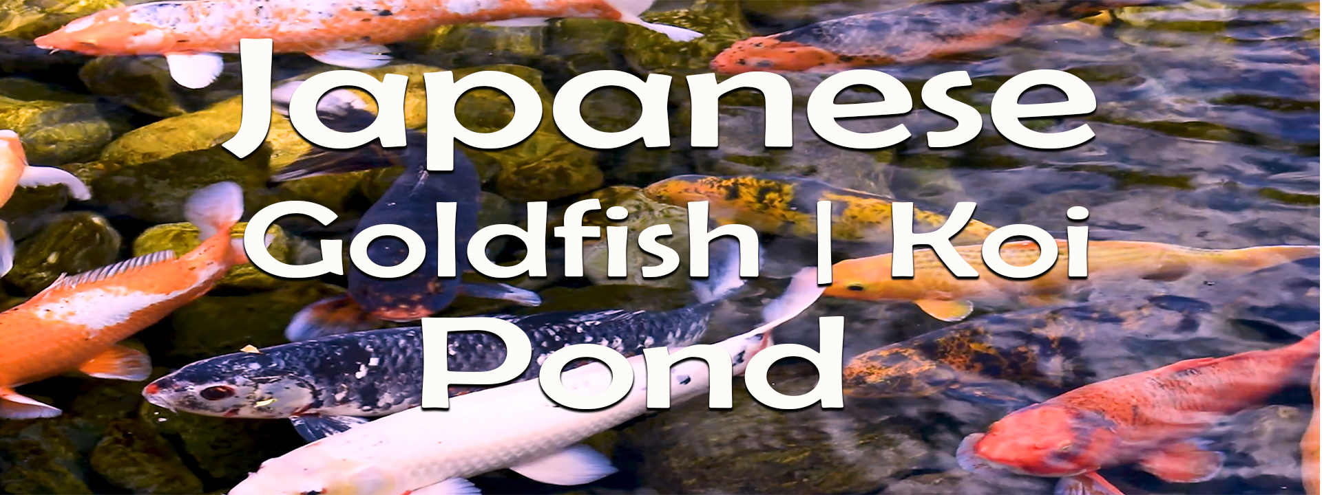 Japanese Goldfish Koi Pond