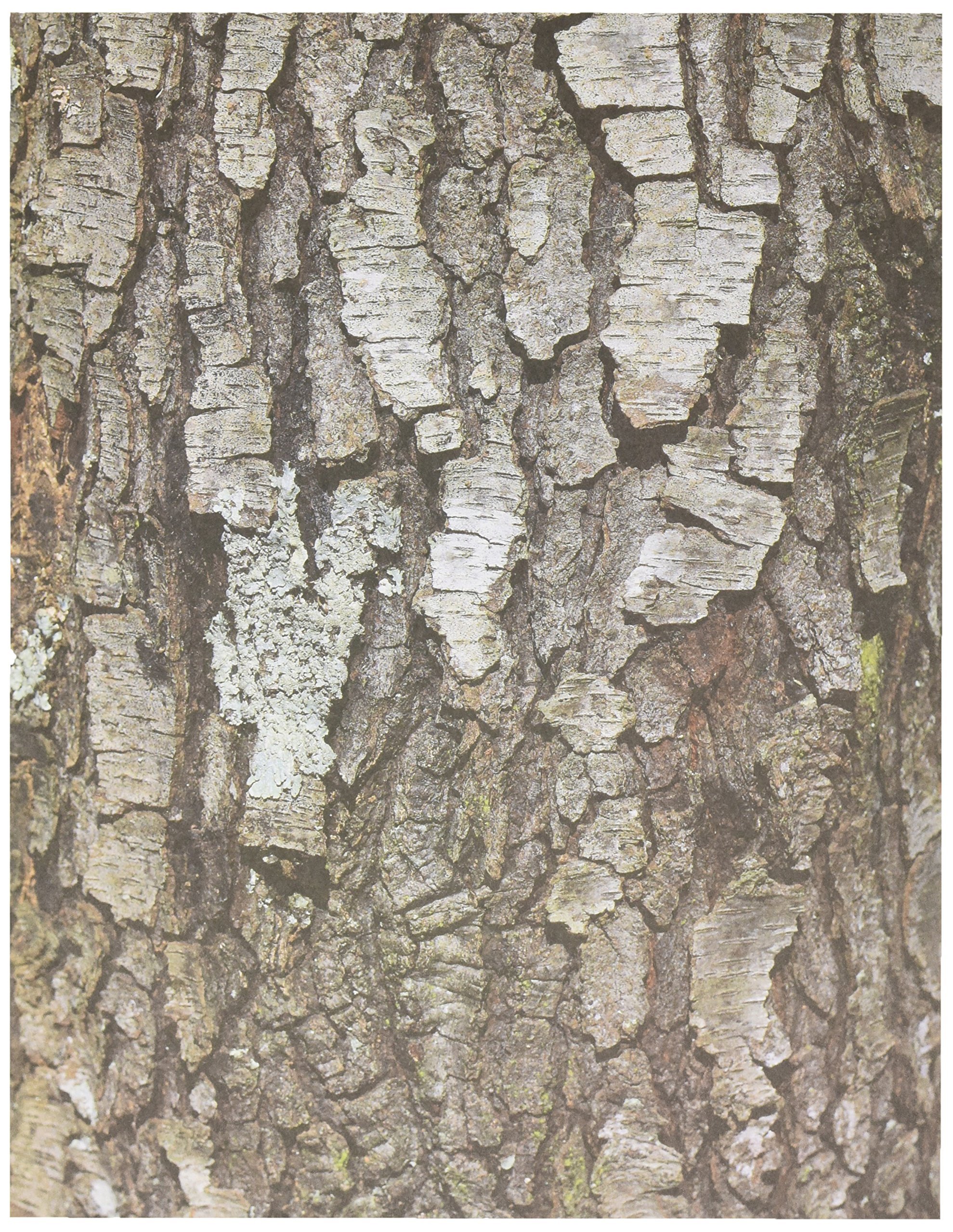 Roylco Terrific Tree Craft Paper (32 Sheets)