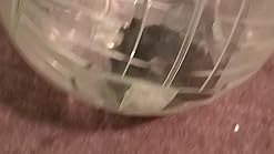 eugene talmond hamster ball