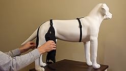 labra canine knee brace
