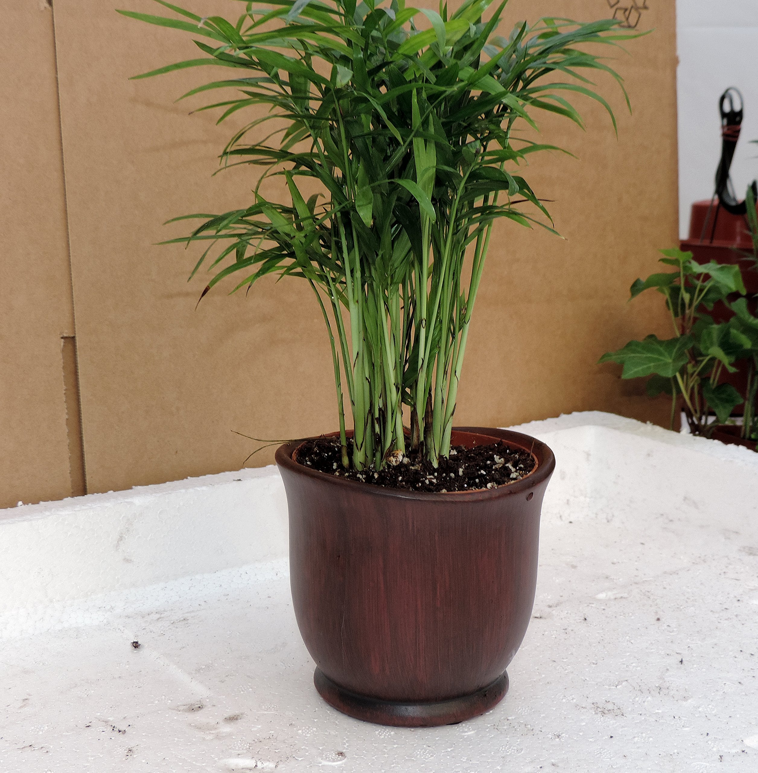 Victorian Parlor Palm Chamaedorea 4 Ceramic Pot Color Red From | Desertcart  Maldives