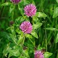 SeedRanch Nitro-Coated White Clover Seeds - 5 Lbs