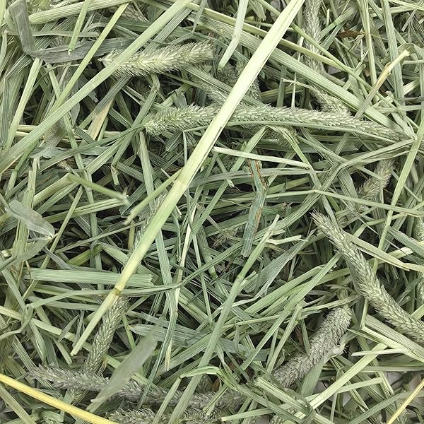 OXBOW ANIMAL HEALTH WESTERN TIMOTHY HAY, BUNNY FOOD, ALL NATURAL HAY FOR RABBITS, GUINEA PIG, CHINCHILLAS, HAMSTERS & GERBILS, RABBIT TREATS, VETERINARIAN RECOMMENDED, 15 OZ.