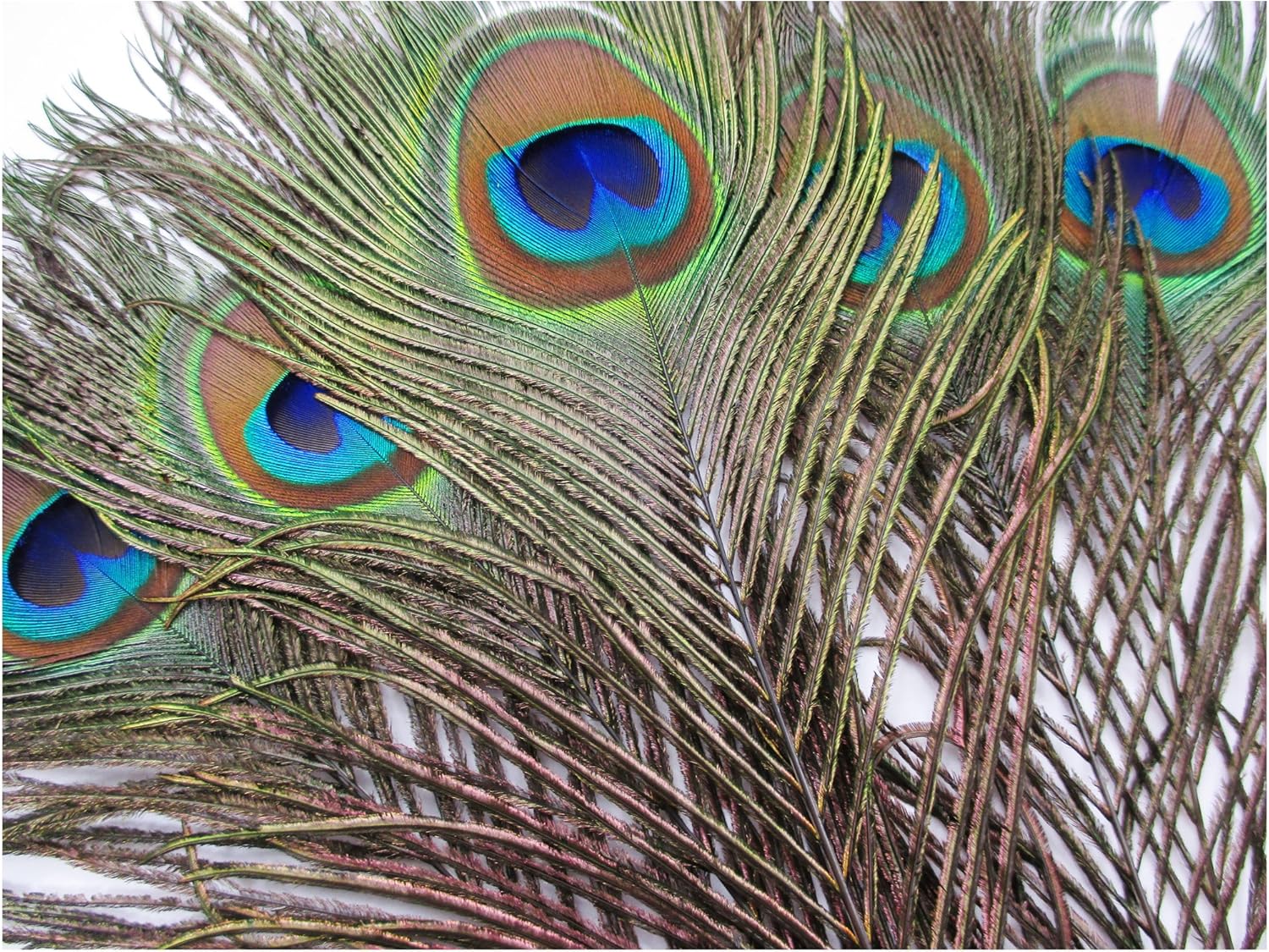 ALL in ONE 20pcs Natural Peacock Tail Feather Arts, Crafts