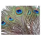 ALL in ONE 20pcs Natural Peacock Tail Feather