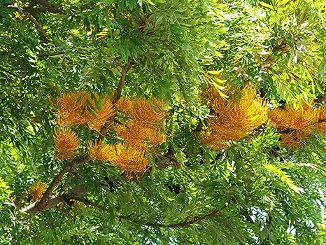 Modern Plants Live Silver Oak/Silk Oak 