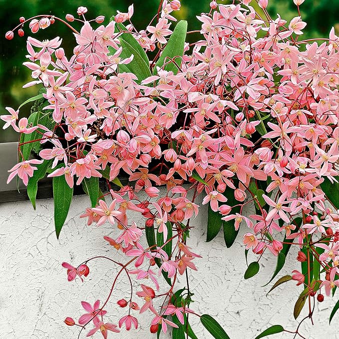 Clematis armandii"Apple Blossom" Climbing Plant Pink