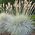 Outsidepride 5000 Seeds Perennial Festuca Cinerea Glauca Varna Blue Fescue Ornamental Grass Seed for Planting