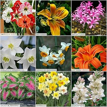 Kraft Seeds Gate Garden Summer Flower Bulbs/Seeds (Multicolour, 9 Pieces)