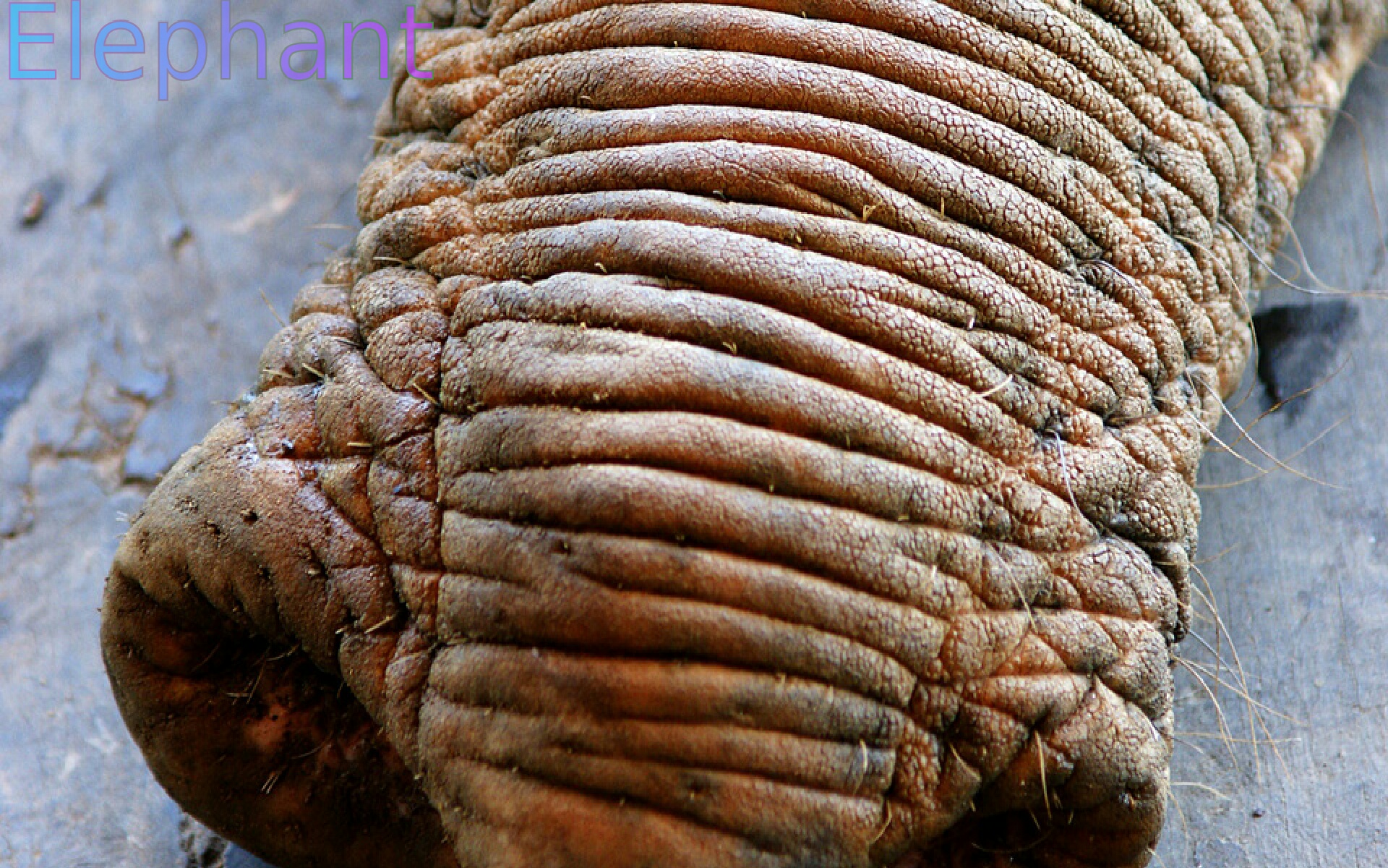 Amazon.com: Animal Noses: Appstore for Android