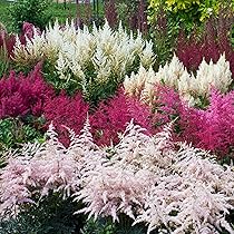 Amazon Com Outsidepride Astilbe Arendsii Bunter Garden Flower Plant Seed 00 Seeds Patio Lawn Garden Amazon Com Outsidepride Astilbe Arendsii Bunter Garden Flower Plant Seed 00 Seeds Patio Lawn Garden