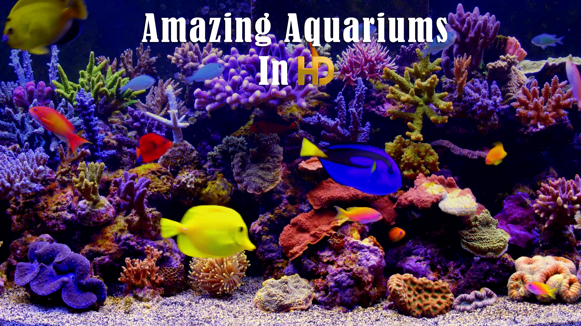Amazing Aquariums In HD - Thumbnail 4