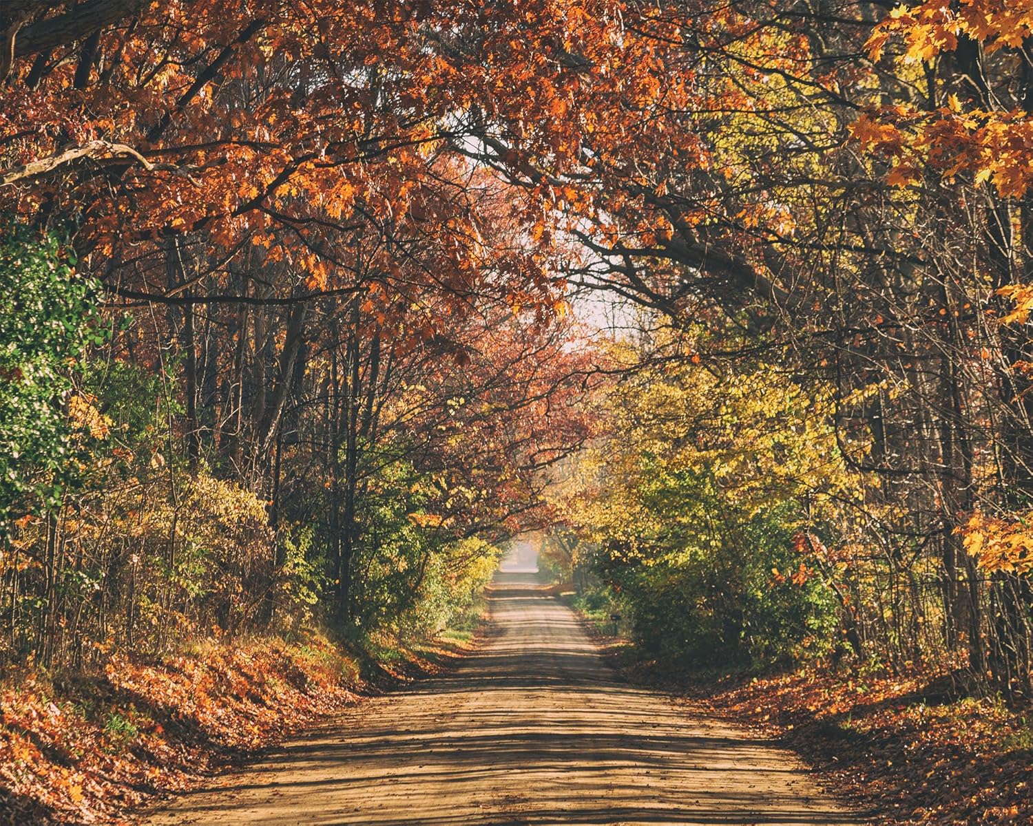 Amazon Com Forest Path In Autumn Beautiful Landscape Scenery Poster Framed Photo Picture Print Home Room Decor Nature Wall Art Fall Autumn Forest Trees 8x10 Unframed Photo Posters Prints