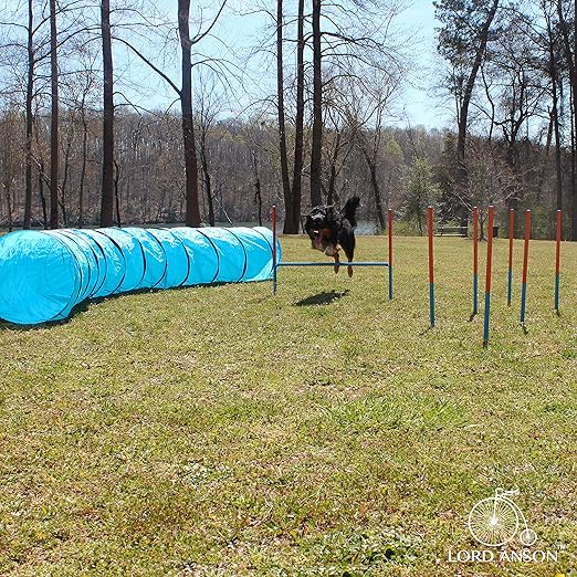 juegos de agility para perros
