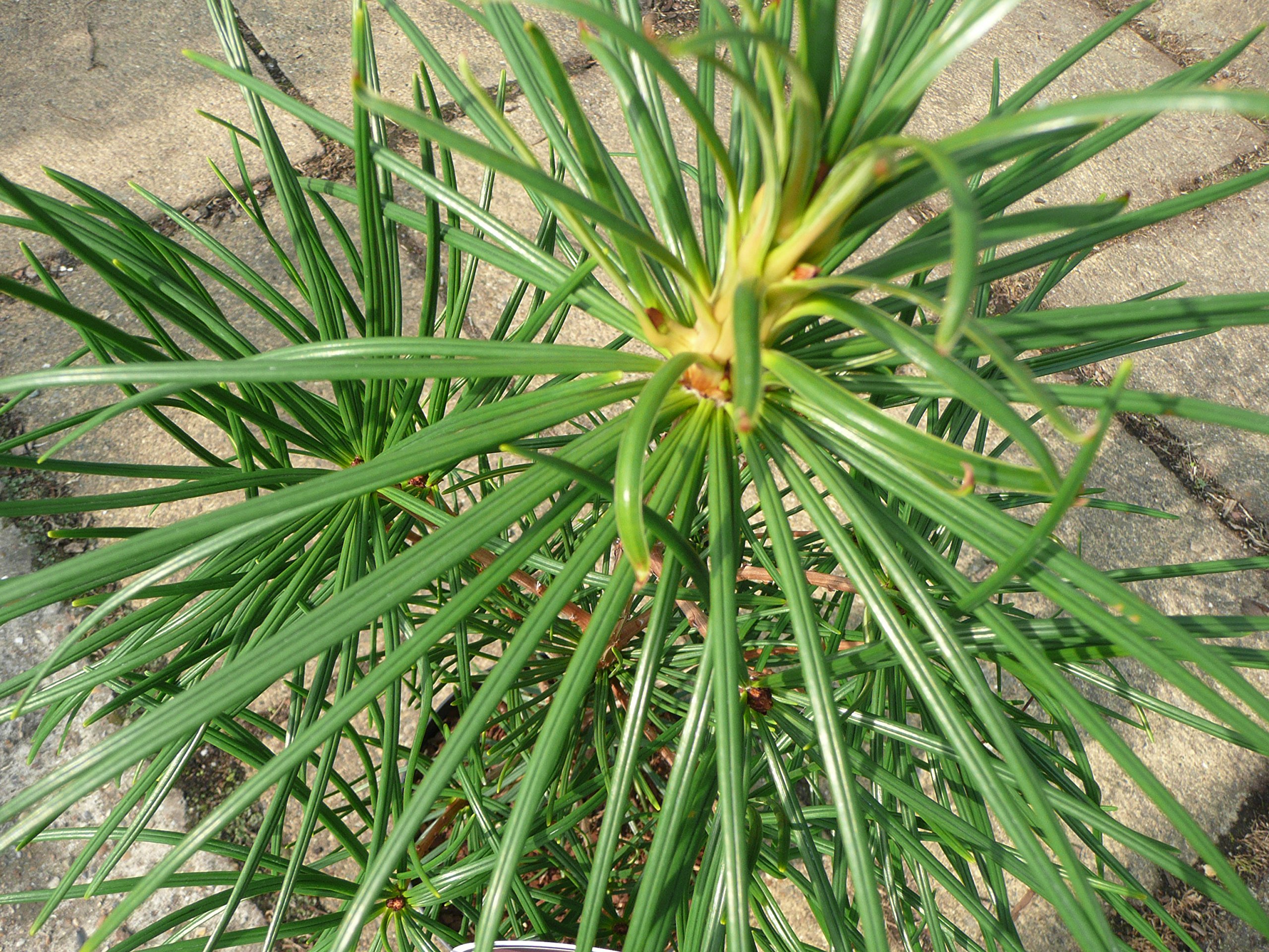 Sciadopitys verticallata 15cm Pot Size