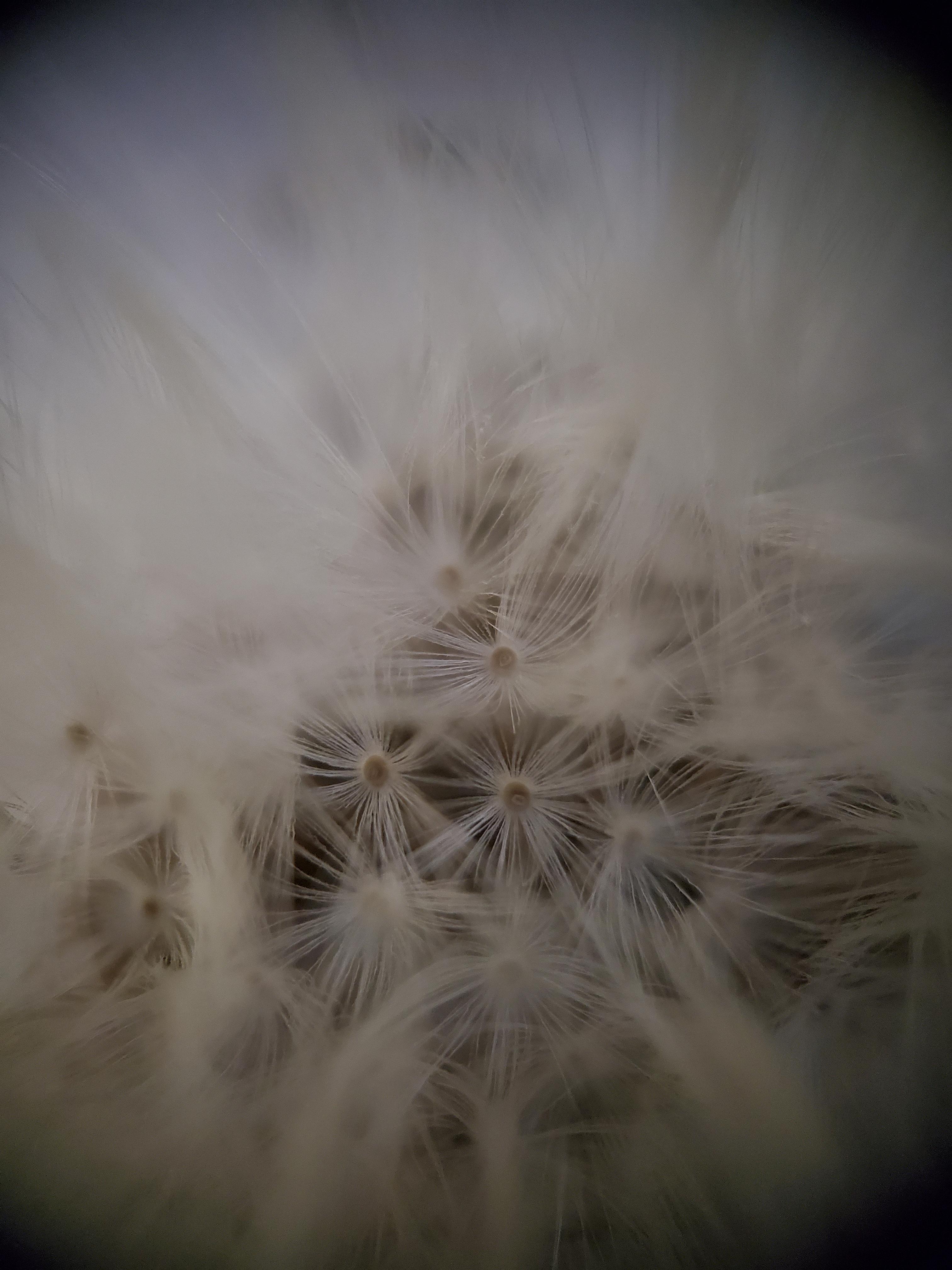 This Microscope Lens is EPIC!!!