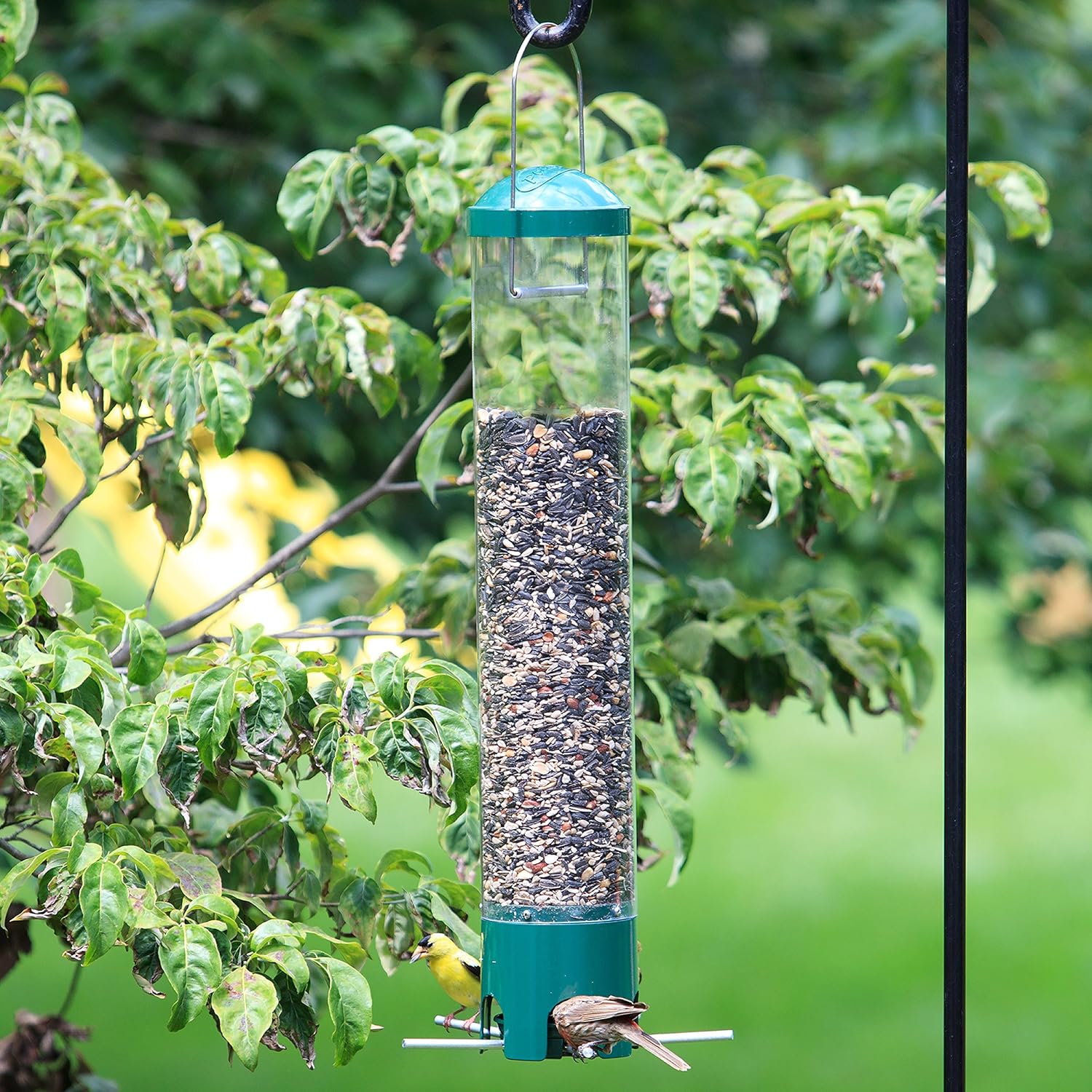 Cats PerkyPet 5151 SquirrelBeGone Breakaway Wild Bird Feeder Feeding