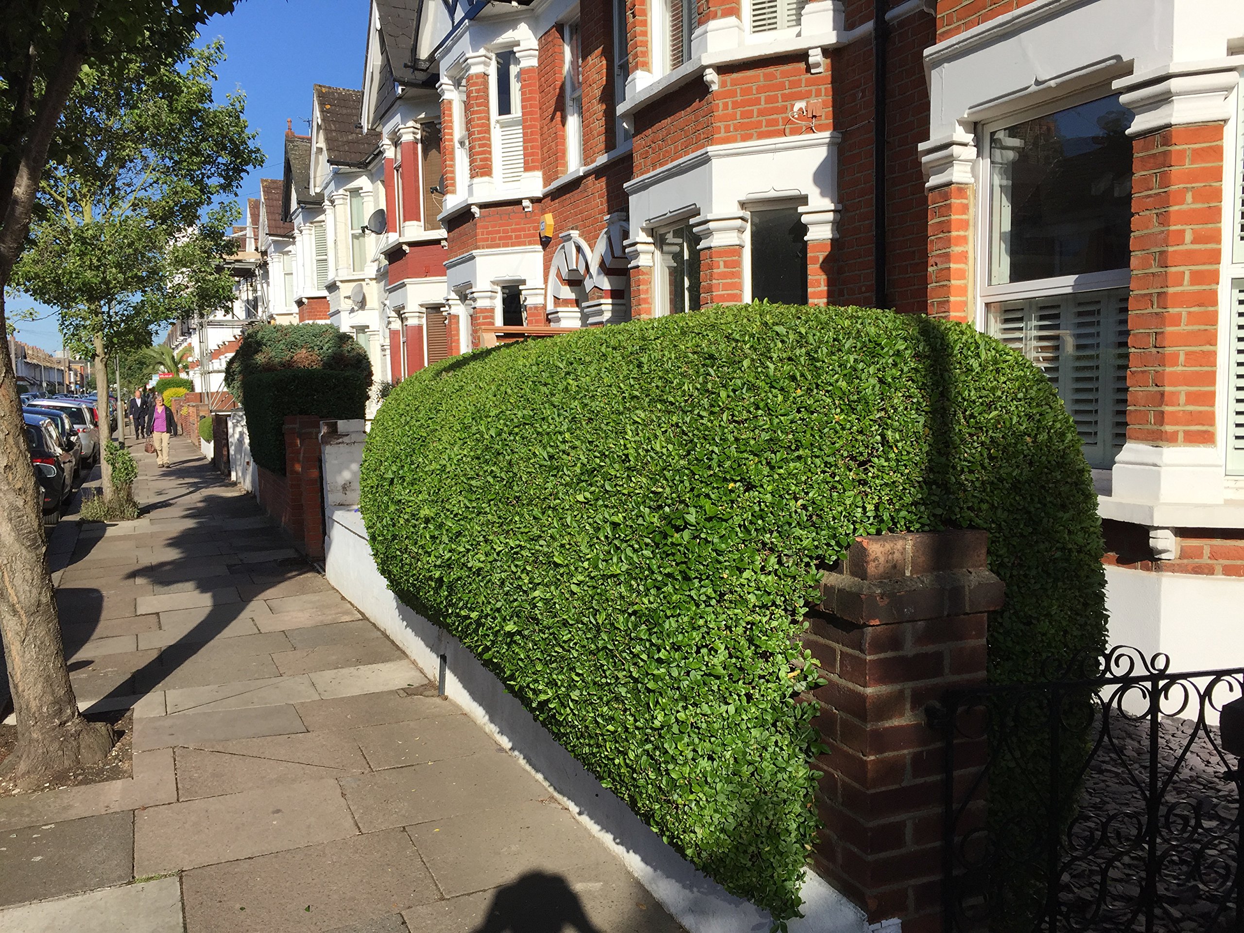 50 Green Privet Hedging Ligustrum Plants Hedge 2-3 ft, 60-90cm,Quick Growing Evergreen, Bare Root