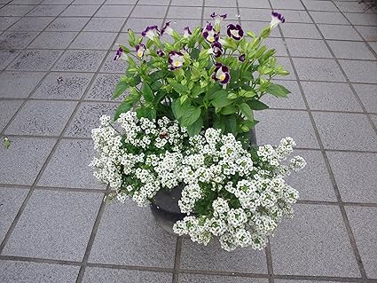 Amazon トレニアしアリッサムの寄せ植え 30 紫 白 ピンク 寄せ植え ホーム キッチン 通販