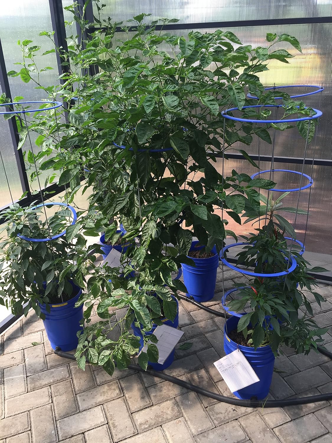 GO Hydro Flexible Tomate jaula 48 Inch Multi Nivel construir como ...