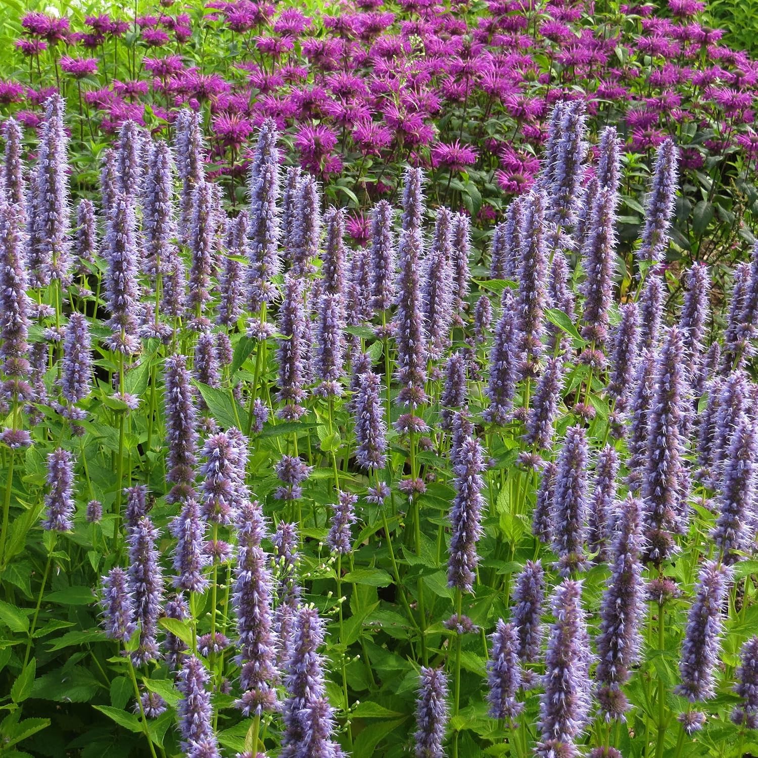 Лофант Агастахе