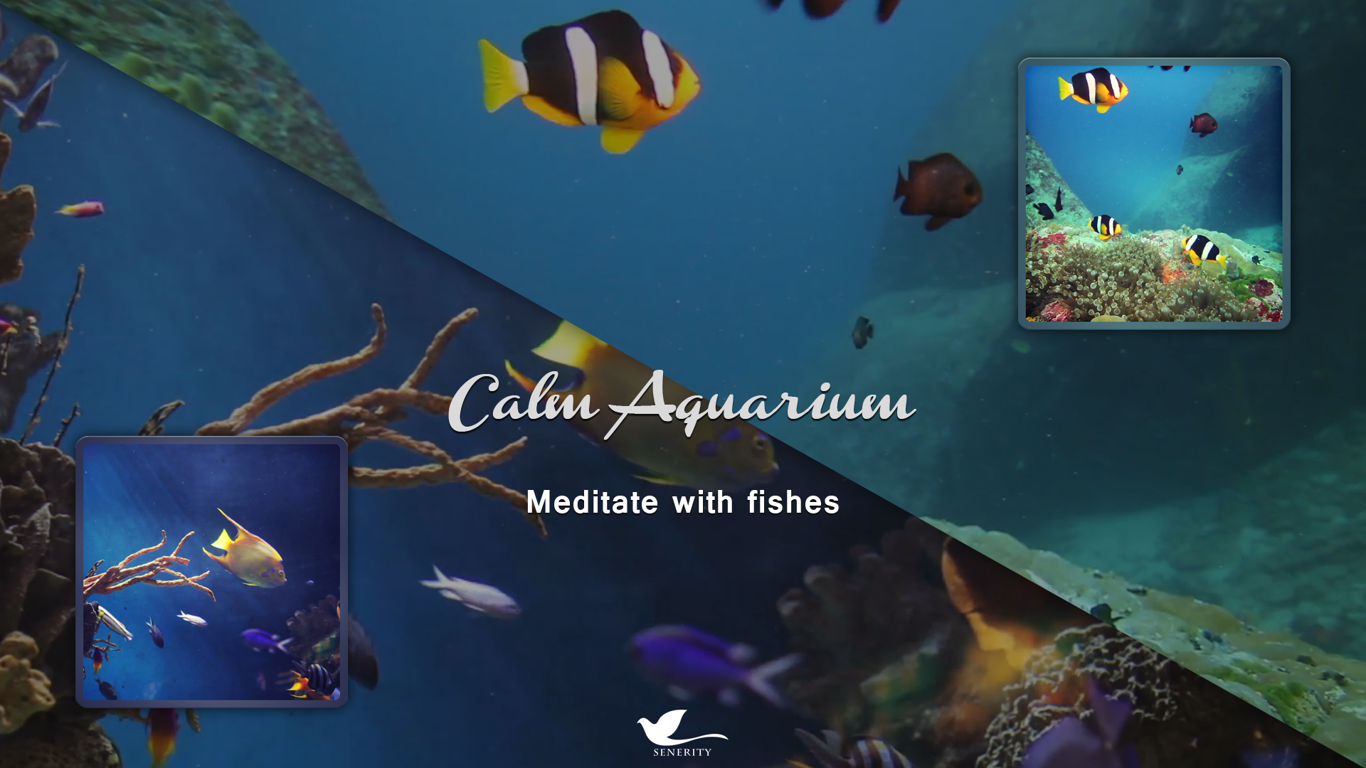 Calm Aquarium - Meditate with Fishes - Thumbnail 2