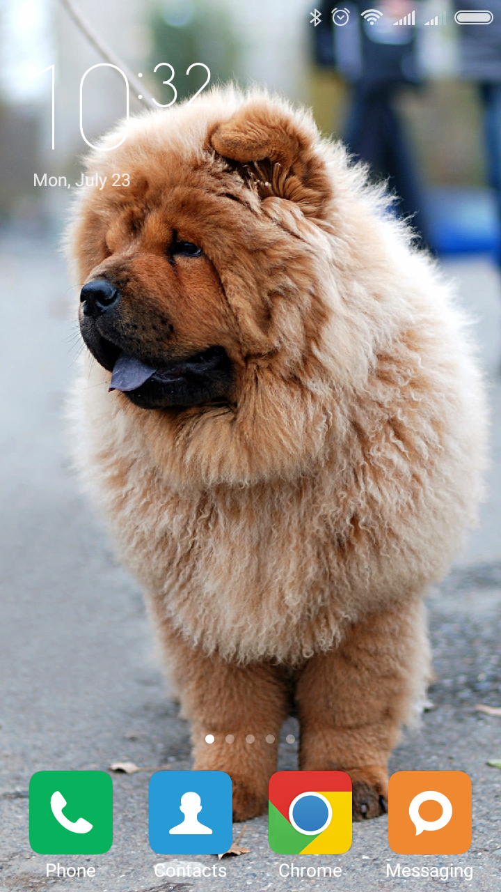 Chow Chow Wallpapers Amazon Fr Appstore For Android