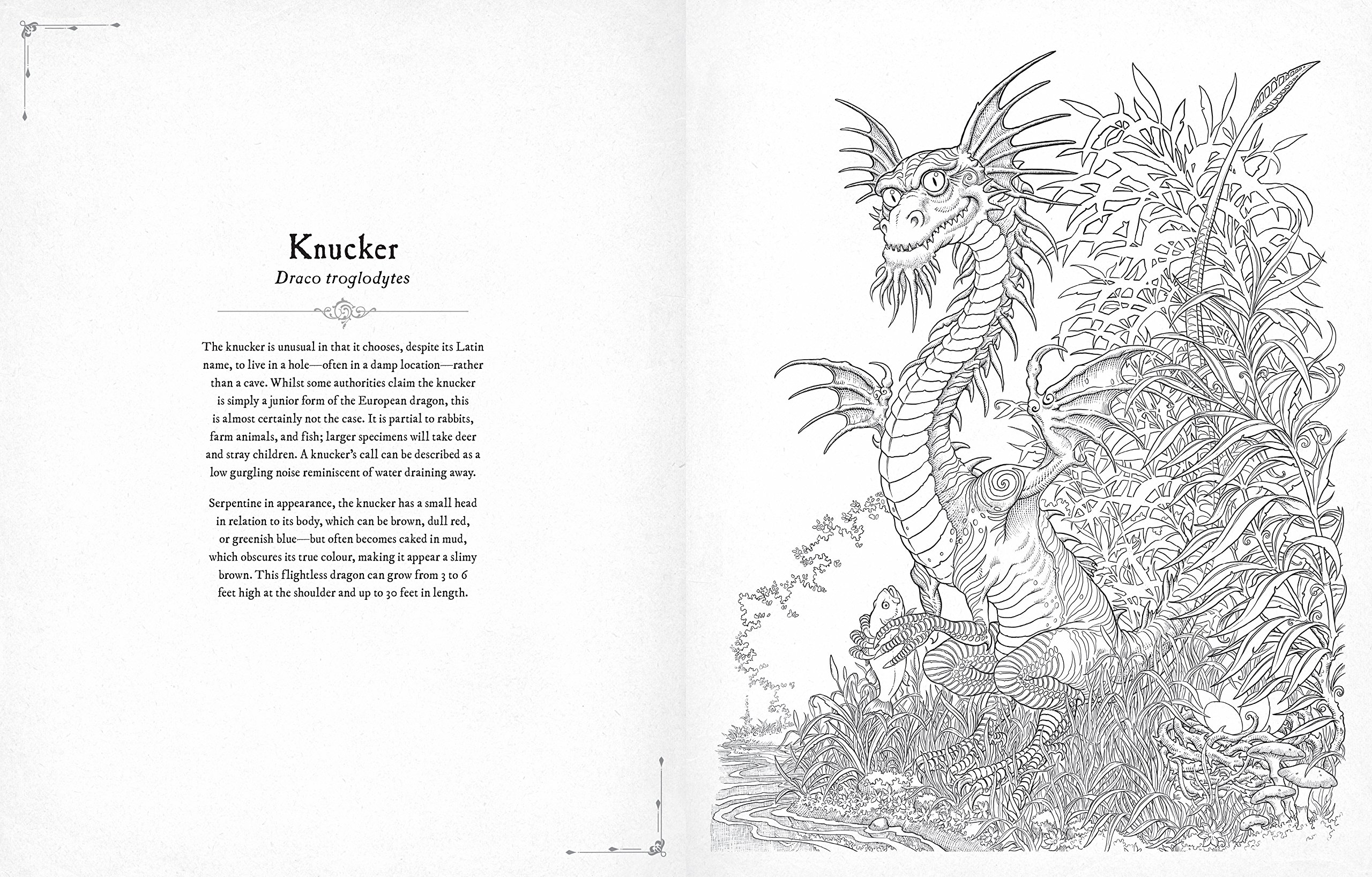 Drake dragon драконология. Дракон дрейк описание на русском языке. Книга драконоведение эрнест дрейк. Эрнест дрейк драконоведение алфавит. Дрейк дракон.