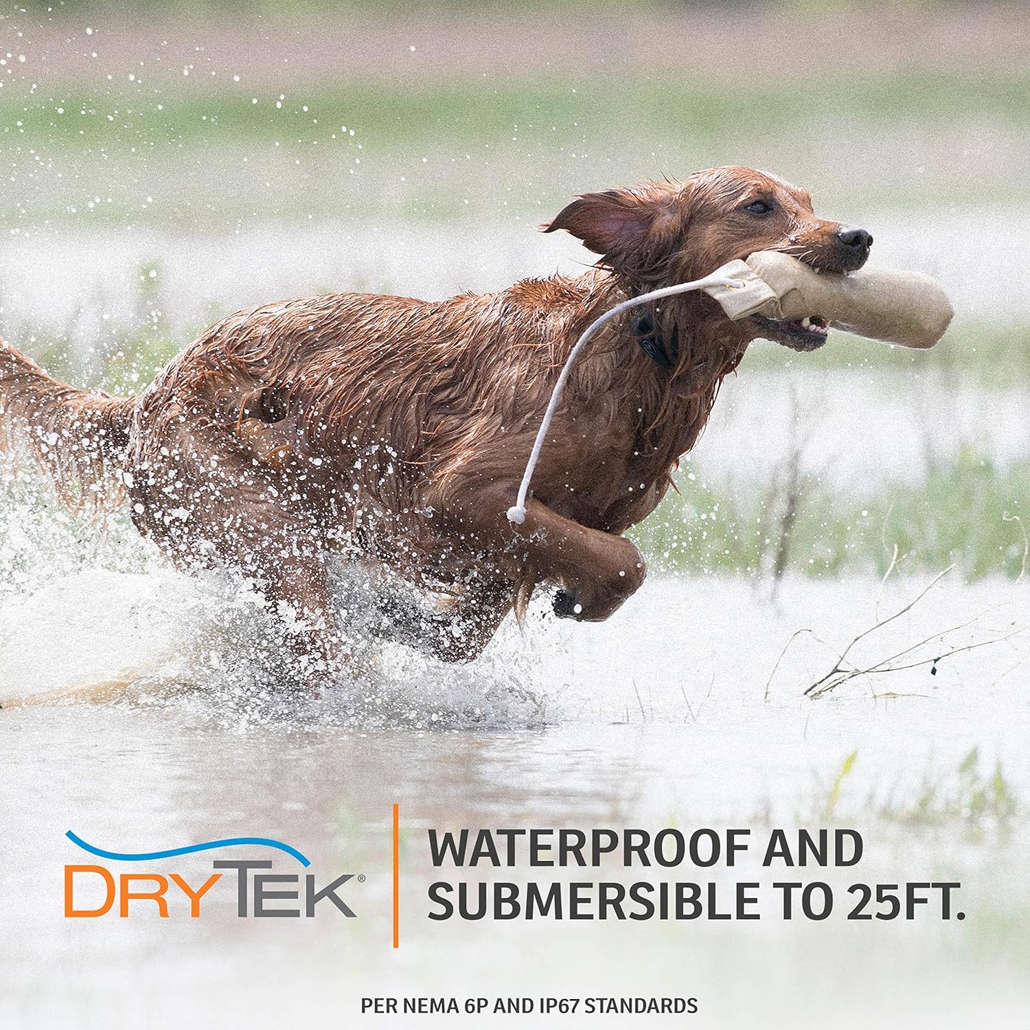 SportDOG Brand NoBark 10 Collar - Rechargeable, Programmable Bark Collar - Waterproof & Submersible, Black : Pet Supplies