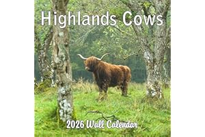 BLUE WOLF CALENDAR COMPANY 2026 Highland Cows Monthly Wall Calendar | 12" x 24" | Animals Calendar 2025-2026