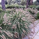 Outsidepride Chinese Pennisetum Fountain Ornamental