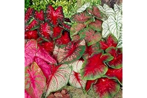 GSB GARDEN STATE BULB Garden State Bulb Mixed Caladium Bulbs, Bare Roots (Bag of 20)