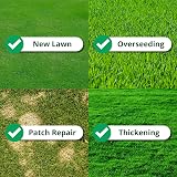 A1Lawn A1 Lawn Shade & Drought Tolerant Grass Seed 5kg UK Harvested view 5