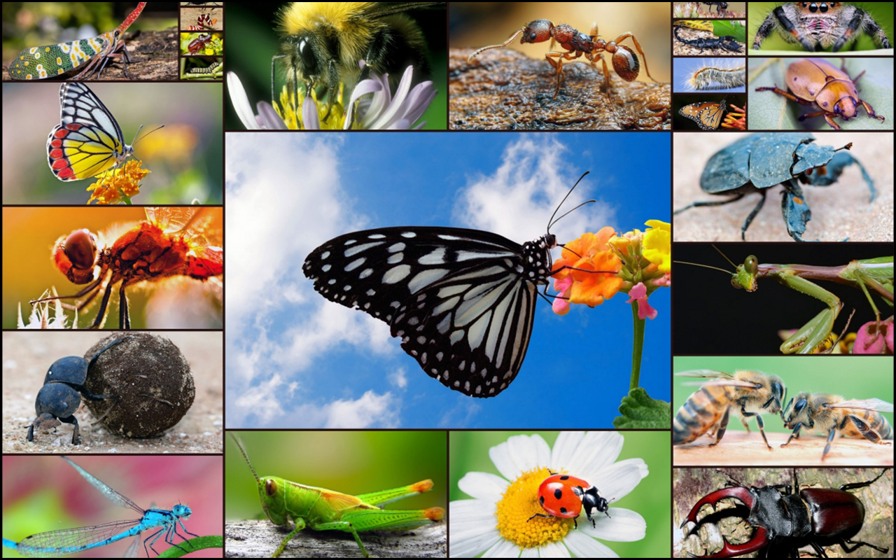 image for App Family AB Insects and Bugs Puzzles for Kids - Fun and Educational 