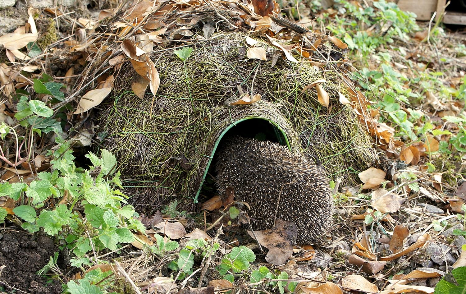 Нора ежа зимой