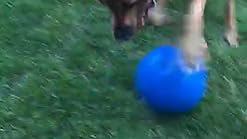 boomer ball amazon