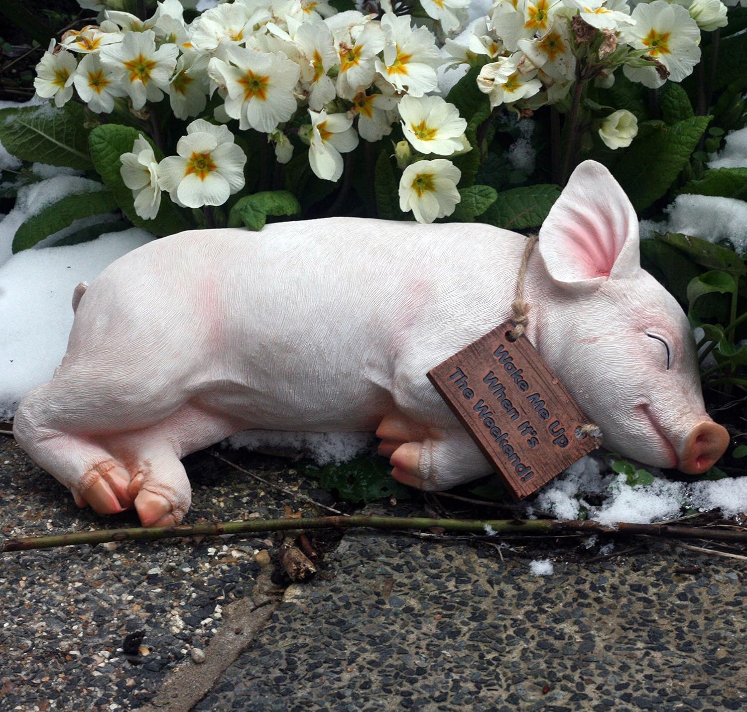 Paxton Pig Resin Garden Ornament"Wake Me Up When It Is The Weekend" 22cm long, White