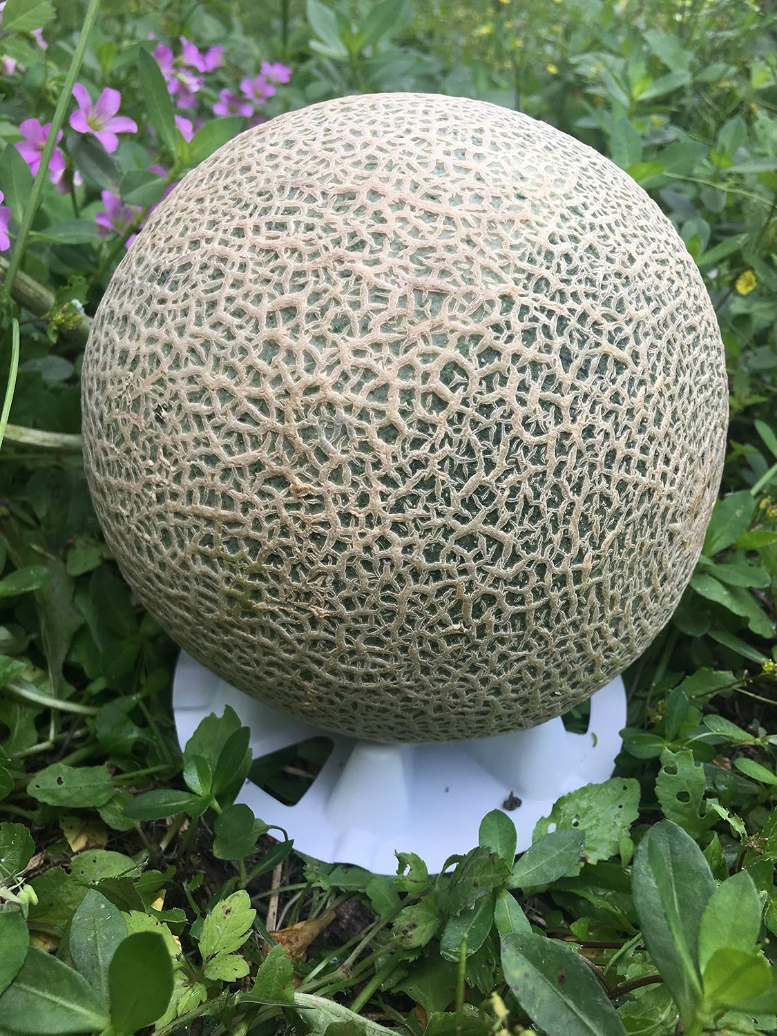 KYC - Soporte de plástico de melón y squash, cuna proectiva, evita ...